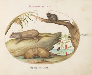 Levha 41: Marmoset, Hindistan Cevizi Hurması ve Biber Bitkili İki Tip Armadillo by Joris Hoefnagel