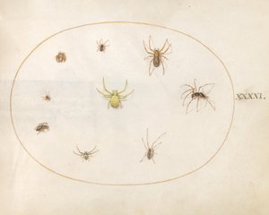 Levha 41: Sekiz Örümcekle Çevrilmiş Sarı Örümcek by Joris Hoefnagel