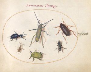 Levha 43: Altın Çiçek Açmış Gri Uzunboynuz(?), Tansy Böceği(?), Hamamböceği, Yaprak Ayaklı Böcek ve Diğer Böcekler by Joris Hoefnagel
