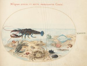 Levha 44: Istakoz, İki Yengeç, Deniz Tarak Kabukları ve Diğer Deniz Canlıları by Joris Hoefnagel
