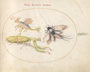 Levha 44: Hayali Bir Böcek ile Mantis ve Mayfly by Joris Hoefnagel