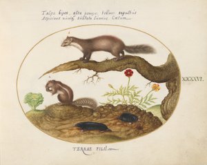 Levha 46: Marigold ve Marullu Taş Martin, Şempanze ve Benler by Joris Hoefnagel