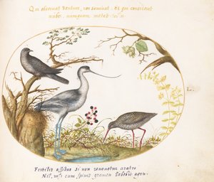 Levha 50: Diğer İki Kuşla Bir Avocet by Joris Hoefnagel