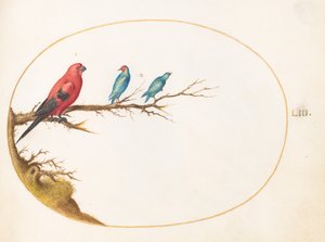 Plaka 53: Üç Parlak Renkli Kuş by Joris Hoefnagel