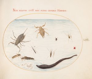 Levha 56: Su Akrebi, Su Ölçüm Cihazı, Gölet Patencisi, Kırmızı Su Akarı, Sülük(?) ve Diğer Su Böcekleri by Joris Hoefnagel