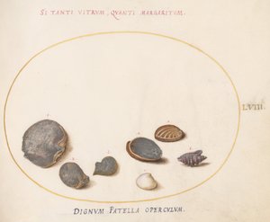 Levha 58: Abalone(?) by Joris Hoefnagel
