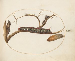 Plaka 60: Yapraklı Sütleğen Şahin Güvesi Tırtıl, Pupa ve Diğer Tırtıllar by Joris Hoefnagel