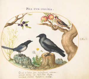 Plaka 60: Saksağan, Karga ve Saka Kuşu by Joris Hoefnagel