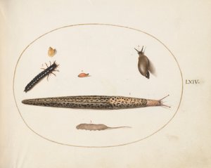Plaka 64: Leopar Sümüklüböceği, Yer Böceği Larvası, Sıçan Kuyruklu Bir Kurtçuk ve Diğer Yaratıklar by Joris Hoefnagel