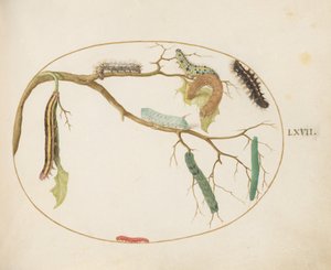 Plaka 67: Büyük Beyaz ve Küçük Beyaz Kelebek Tırtıllar, Hornworm Tırtıl, Süpürge Güve Tırtıl ve Diğerleri by Joris Hoefnagel