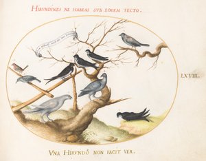 Levha 68: Bir Ptarmigan, Kırlangıçlar ve Diğer Kuşlar by Joris Hoefnagel