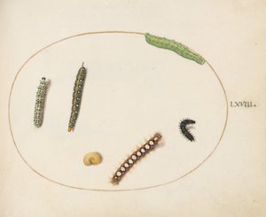 Plaka 68: Yapraklı Sütleğen Hawkmoth Tırtılı, Mullein Moth Tırtılı ve Diğer Tırtıllar by Joris Hoefnagel