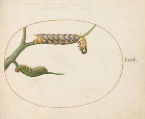 Plaka 69: Bir Dalda İkinci Bir Tırtıl Olan İmparator Güve Tırtılı by Joris Hoefnagel