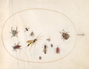 Plaka 72: Kalkan Böceği, Tarçın Böceği, Yaban Arısı ve Diğer Böcekler by Joris Hoefnagel