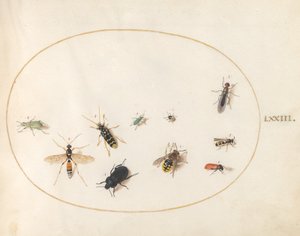 Plaka 73: On Böcek by Joris Hoefnagel