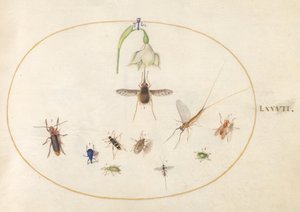 Plaka 77: Beyaz Çiçeği, Mavi ve Yeşil Böcekleri ve Diğer Böcekleri Olan Sinek Kuşu Şahin Güvesi by Joris Hoefnagel