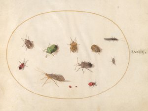 Plaka 79: Kalkan Böcekleri Dahil On İki Böcek by Joris Hoefnagel