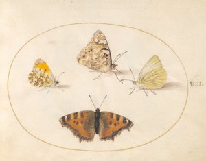 Plaka 8: Orange Tip, Painted Lady, Southern Small White ve Küçük Kaplumbağa Kabuğu Kelebekleri by Joris Hoefnagel