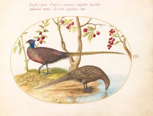 Plaka 9: Meyveli Bitkili İki Sülün by Joris Hoefnagel