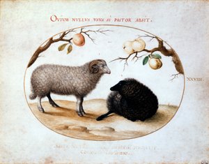 Koç, Kara Koyun ve İki Elma Dalı, 16. yüzyıl. by Joris Hoefnagel