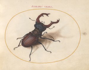 Bokböceği böceği, c.1575-80