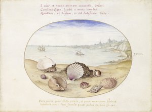 Deniz kabukları ve Cadiz manzarası by Joris Hoefnagel