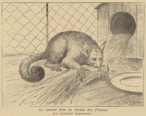 Garnetts Galago, Jardin des Plantes