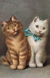 Kedi kartpostalı (renkli litho)