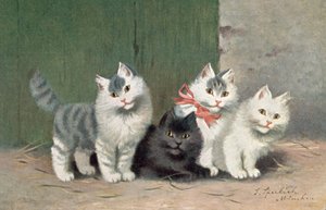 Kedi kartpostalı (renkli litho)