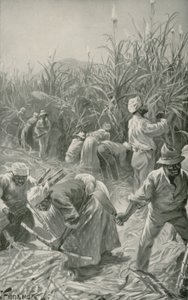 Siyahlar Jamaika'daki Şeker Kamışı Çiftliğinde İş Başında (taş)