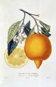 Narenciye: çiçekli portakal bitkisi. “İbreli yapraklı portakal ağacı; Arancio a frutto iğne yapraklı”: Bütün portakal ve portakal dilimi. Joseph Antoine Risso ve Pierre Antoine Poiteau'nun "Portakal Ağaçlarının Doğal Tarihi" kitabından alınan by Joseph Antoine & Antoine Pierre (1766 1854)(after) Risso