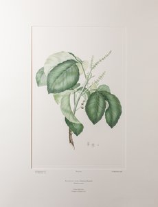 Allophyllus cobbe (Sapindaceae) - Plaka 365, Banks#39; Florilegium, c.1771-84 (kağıt üzerine bakır levha gravür) by Joseph Banks