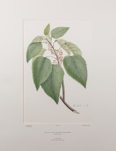Aristotelia serrata (Elaeocarpaceae) - Plaka 419, Banks#39; Florilegium, c.1771-84 (kağıt üzerine bakır levha gravür) by Joseph Banks