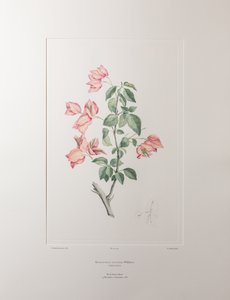 Bouganvillea spectabilis (Nyctaginaceae) - Plaka 355, Banks#39; Florilegium, c.1771-84 (kağıt üzerine bakır levha gravür) by Joseph Banks