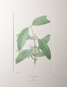 Calophyllum soulattri (Guttiferae) - Levha 362, Banks#39; Florilegium, c.1771-84 (kağıt üzerine bakır levha gravür)