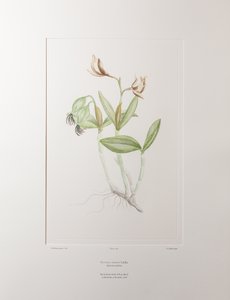 Cattleya forbesii (Orchidaceae) - Plaka 358, Banks#39; Florilegium, c.1771-84 (kağıt üzerine bakır levha gravür)