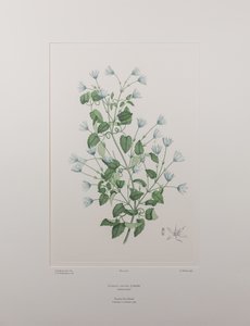 Clematis forsteri (Ranunculaceae) - Plaka 402, Banks#39; Florilegium, c.1771-84 (kağıt üzerine bakır levha gravür)