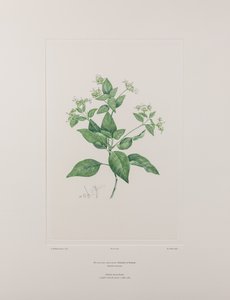 Dicliptera bracteata (Acanthaceae) - Plaka 636, Banks#39; Florilegium, c.1771-84 (kağıt üzerine bakır levha gravürü)