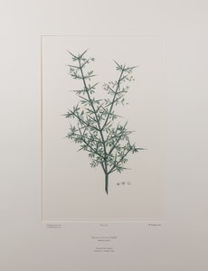 Discaria toumatou (Rhamnaceae) - Plaka 426, Banks#39; Florilegium, c.1771-84 (kağıt üzerine bakır levha gravür)