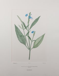 Eranthemum nervosa (Acanthaceae) - Plaka 378, Banks#39; Florilegium, c.1771-84 (kağıt üzerine bakır levha gravür)