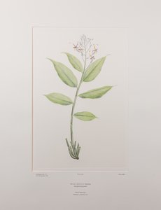 Globba marantina (Zingiberaceae) - Plaka 390, Banks#39; Florilegium, c.1771-84 (kağıt üzerine bakır levha gravür) by Joseph Banks