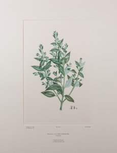 Haloragis erecta (Haloragidaceae) - Levha 439, Banks#39; Florilegium, c.1771-84 (kağıt üzerine bakır levha gravürü)