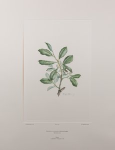 Heberdenia bahamensis (Myrsinaceae) - Plaka 395, Banks#39; Florilegium, c.1771-84 (kağıt üzerine bakır levha gravür)
