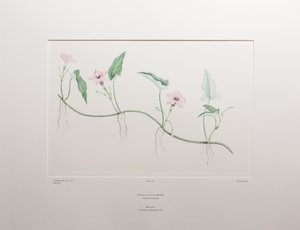 Ipomoeawatera (Convolvulaceae) - Levha 375, Banks#39; Florilegium, c.1771-84 (kağıt üzerine bakır levha gravürü) by Joseph Banks