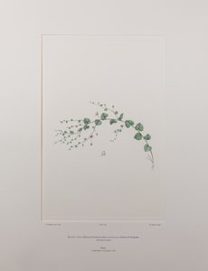 Kicksia spuria subsp. integrifolia (Scrophulariaceae) - Plaka 397, Banks#39; Florilegium, c.1771-84 (kağıt üzerine bakır levha gravürü)