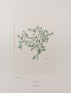 Lepidium flexicaule (Cruciferae) - Plaka 409, Banks#39; Florilegium, c.1771-84 (kağıt üzerine bakır levha gravür)