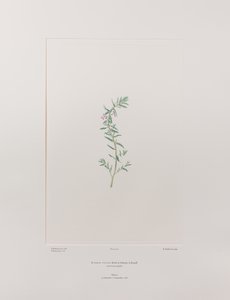 Lythrum junceum (Lythraceae) - Plaka 392, Banks#39; Florilegium, c.1771-84 (kağıt üzerine bakır levha gravür) by Joseph Banks