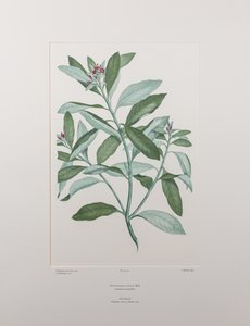 Pittosporum ralphii (Pittosporaceae) - Plaka 413, Banks#39; Florilegium, c.1771-84 (kağıt üzerine bakır levha gravür)