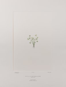 Ranunculus acaulis (Ranunculaceae) - Plaka 403, Banks#39; Florilegium, c.1771-84 (kağıt üzerine bakır levha gravür)