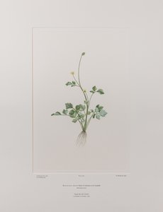 Ranunculus hirtus (Ranunculaceae) - Levha 404, Banks#39; Florilegium, c.1771-84 (kağıt üzerine bakır levha gravür) by Joseph Banks